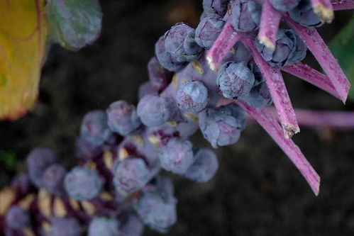 基因组编辑专利问题 技术咨询视角下粮食未来的隐忧